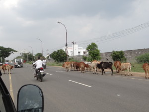 Cows roaming on the highway