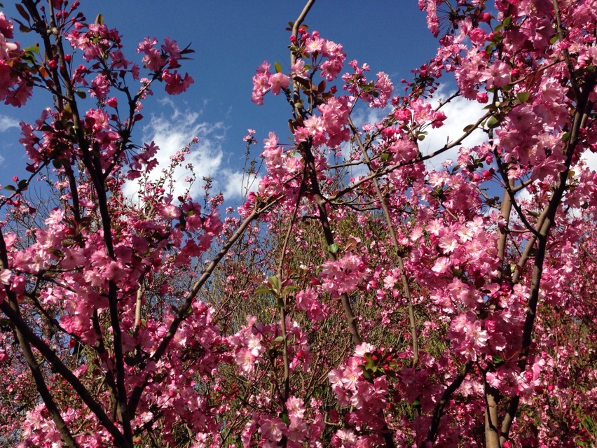 Cheery Blossoms in Kunming - by Zhang Xuanli,  an English teacher in Shilin