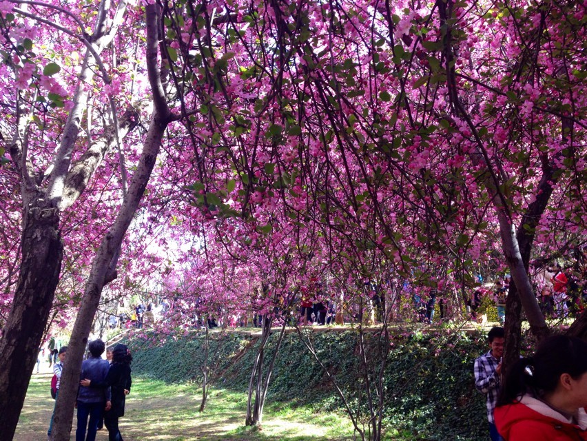 Cherry Blossoms in Kunming - by Zhang Xuanli,  an English teacher in Shilin