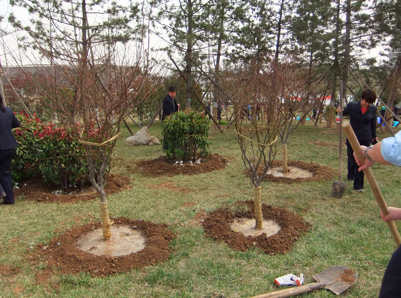 Trees newly planted by employees from a Xi'an company