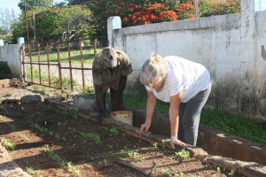 CUB1505A1 Seija Webb 1 assists local farmer at community garden