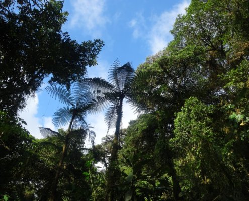 Cloud forest in Monteverde, Costa Rica