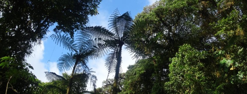 Cloud forest in Monteverde, Costa Rica