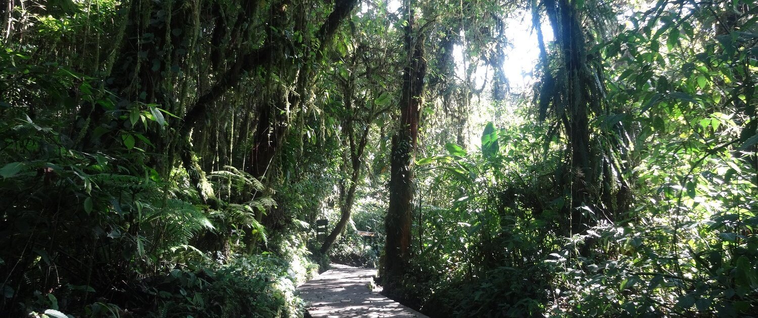 The trails at Santa Elena Cloud Forest Preserve in Costa Rica
