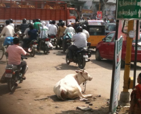 volunteer in Chennai, India