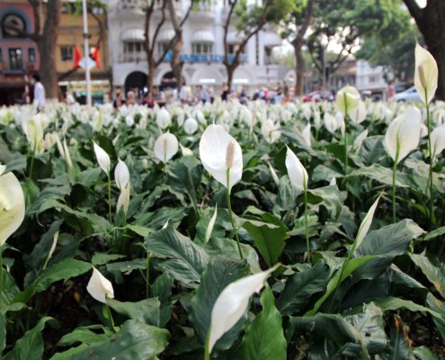 Peace Lilies