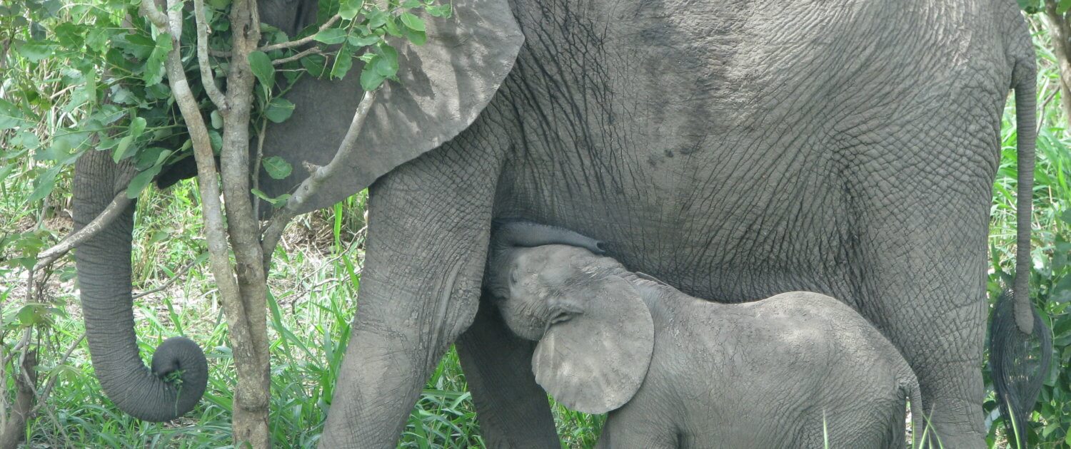 Elephants on Tanzania safari