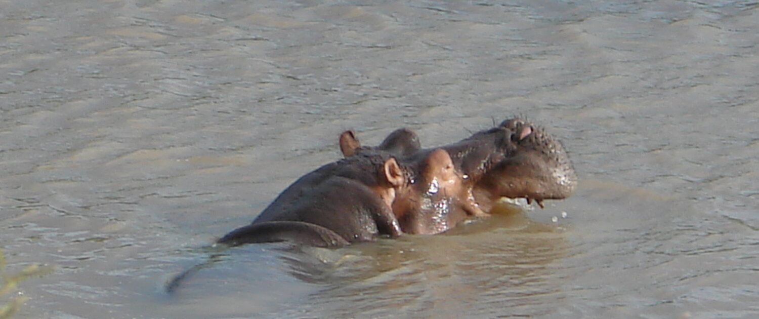 hippos on Tanzania safari