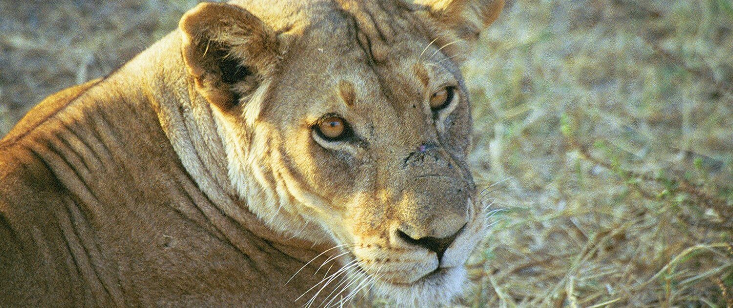 lion on Tanzania safari