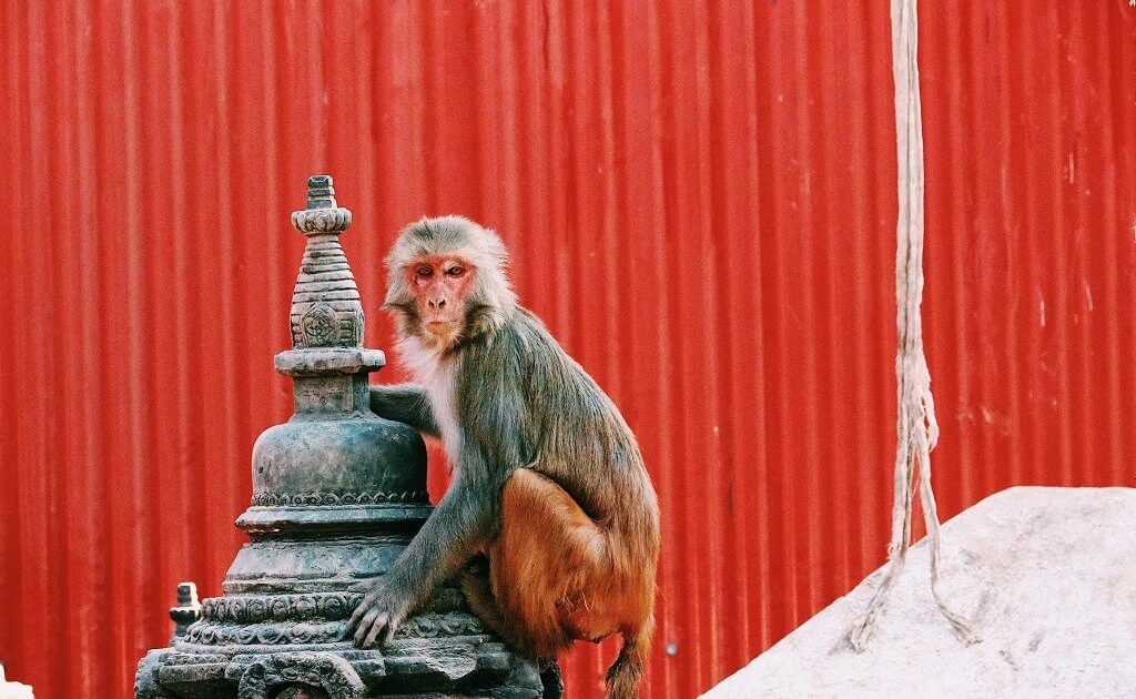 monkeys on free-time activities in Nepal