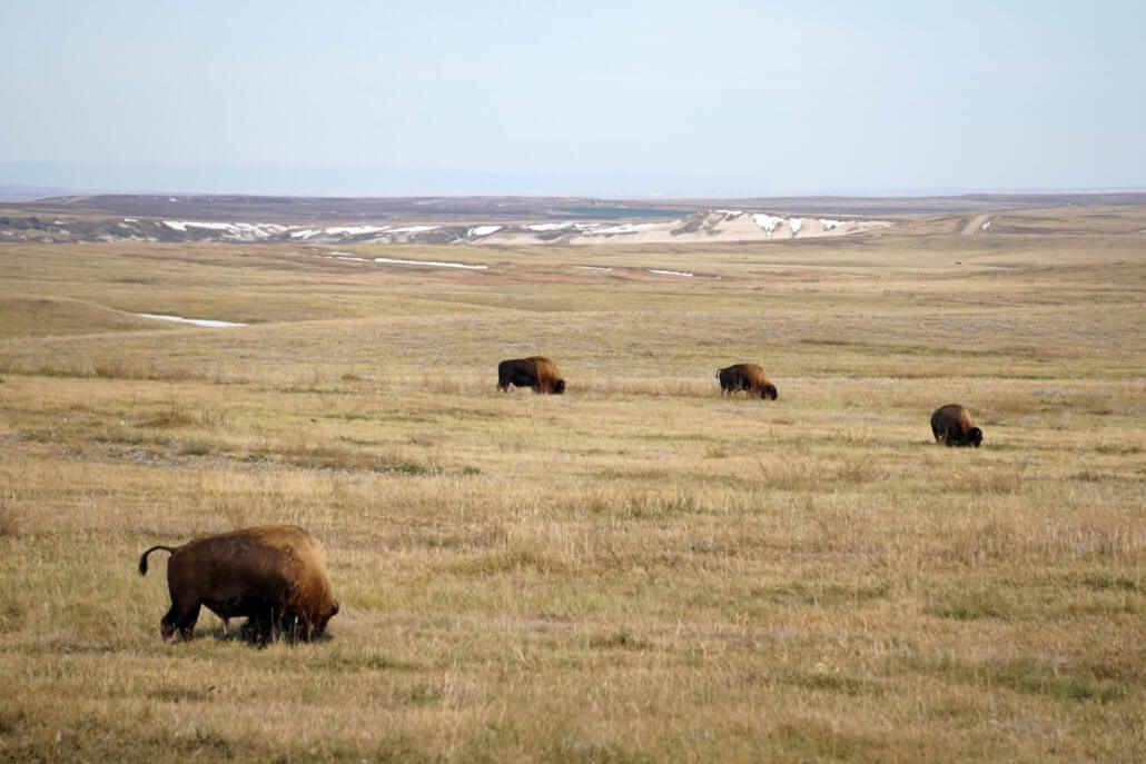 Rosebud’s Wild Side: A Glimpse Into The Reservation’s Diverse Wildlife