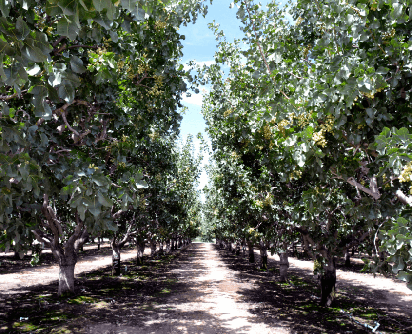 Harvest time in Italy