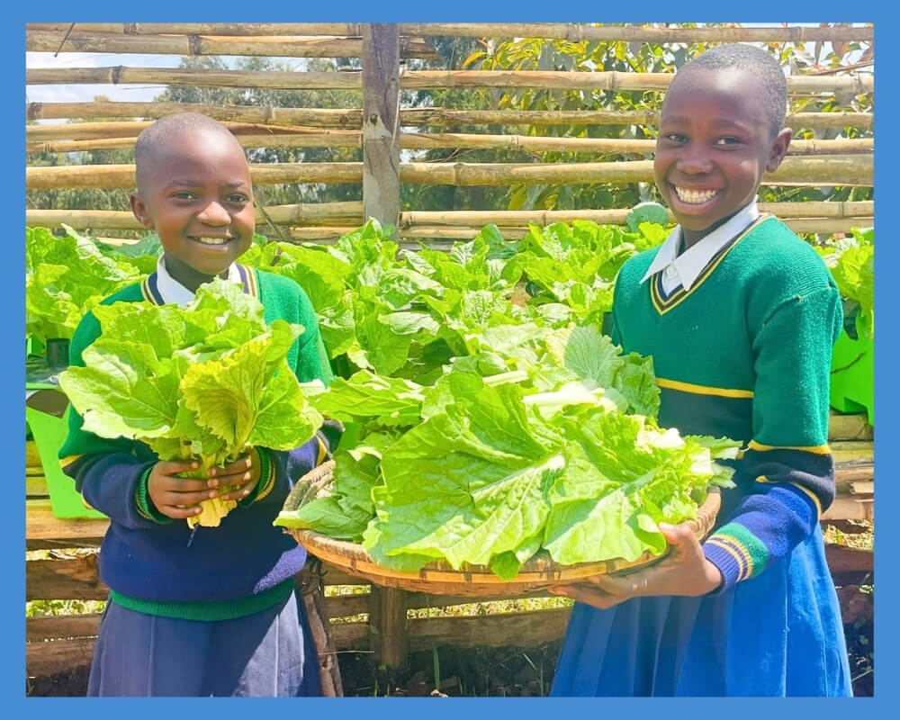 Two girls in Tanzania harvesting lettuce from EarthBoxes at school.